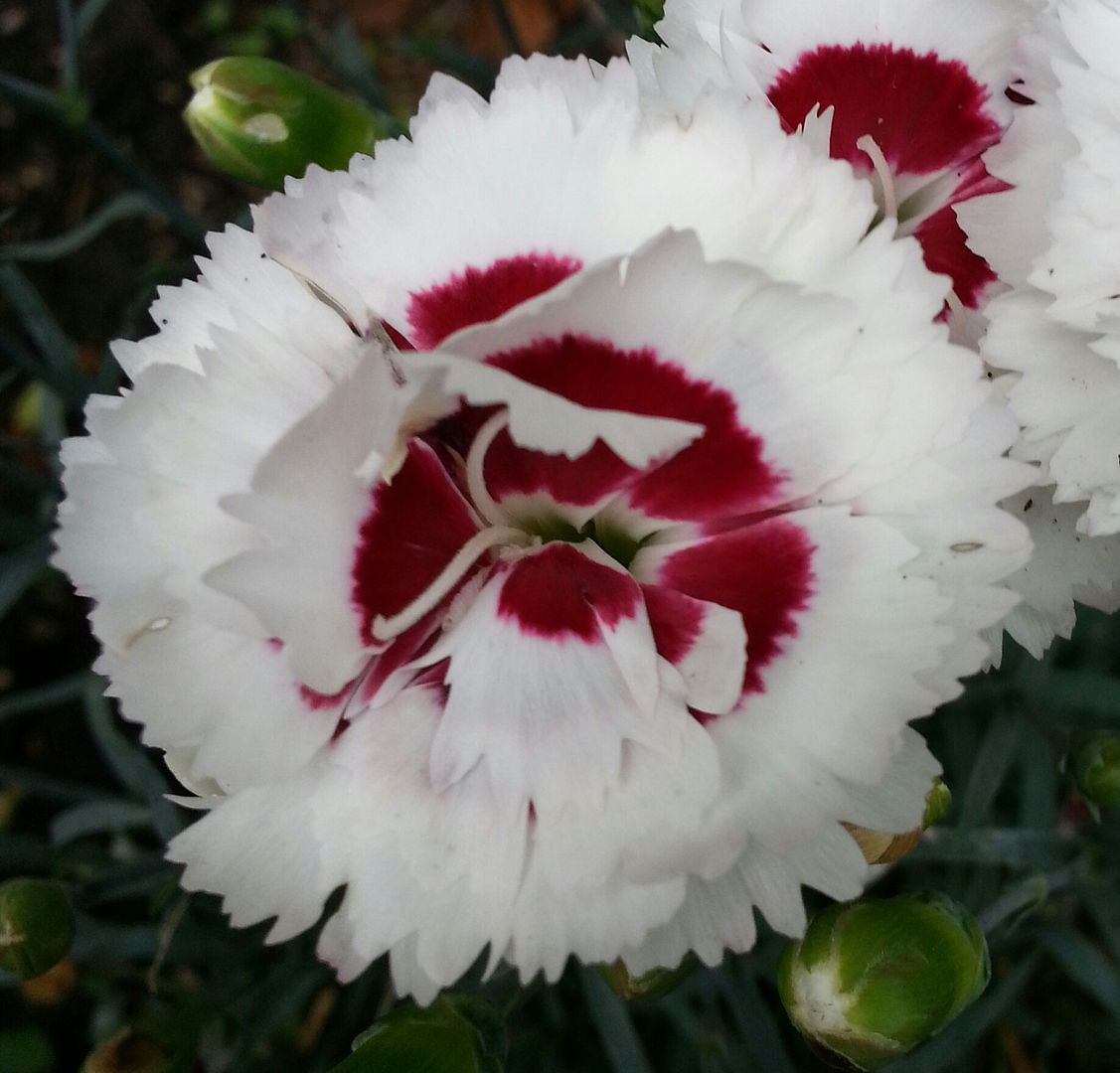  photo 20140615_171623-1_zpsvswgy76k.jpg